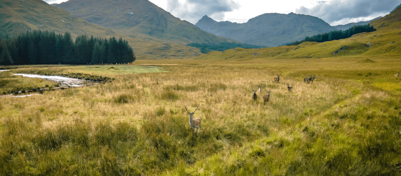 Women in the Wild: An Interview with Artemis Deerstalking Co-Founders