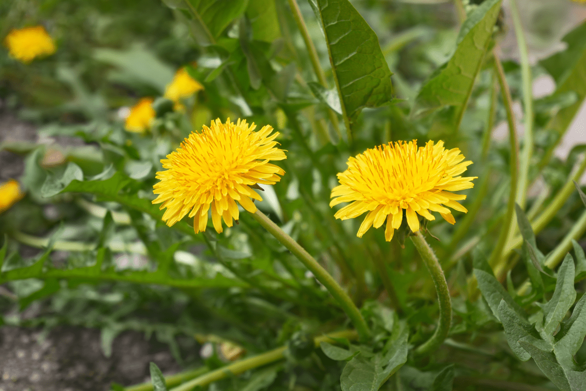 Dandelion honey recipe