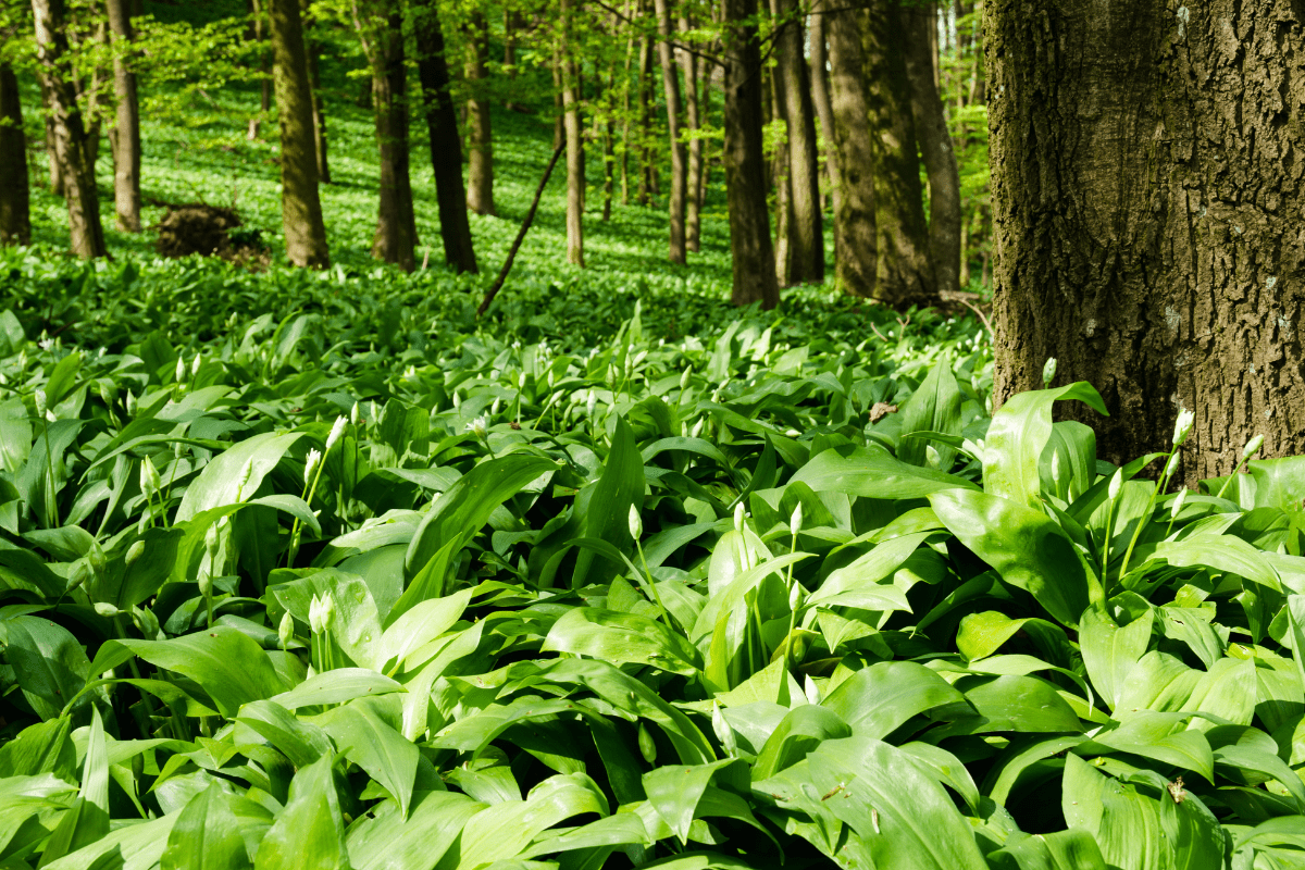 Wild garlic pesto recipe