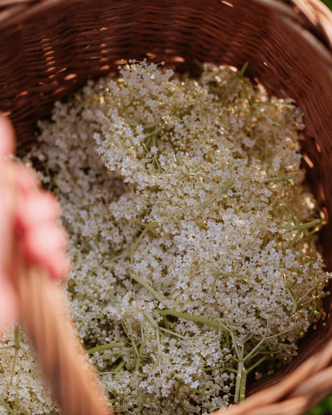 Homemade elderflower cordial recipe