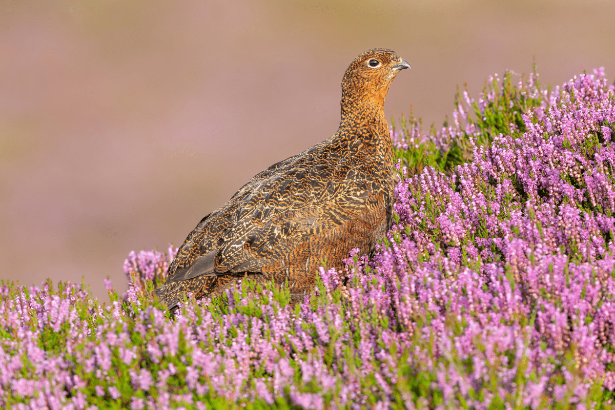 Red Grouse in Moorland